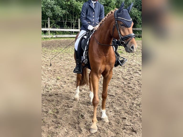 Deutsches Reitpony Wallach 5 Jahre 148 cm Fuchs in Bohmstedt