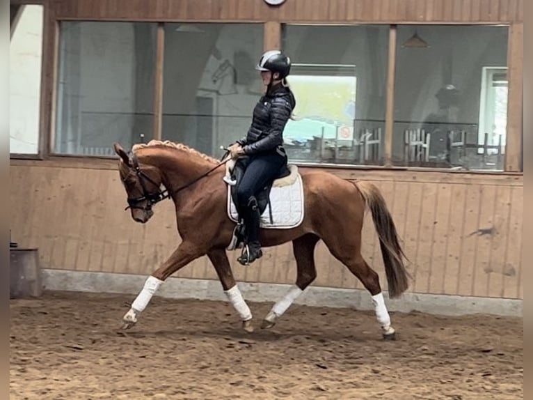 Deutsches Reitpony Wallach 5 Jahre 148 cm Fuchs in Bohmstedt