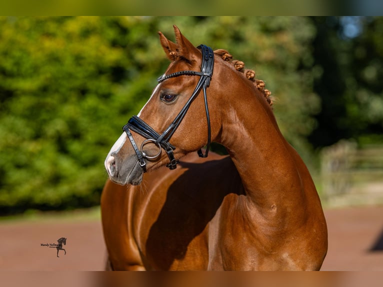 Deutsches Reitpony Wallach 5 Jahre 148 cm Fuchs in Essen (Oldenburg)