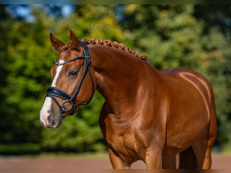 Deutsches Reitpony Wallach 5 Jahre 148 cm Fuchs in Essen (Oldenburg)