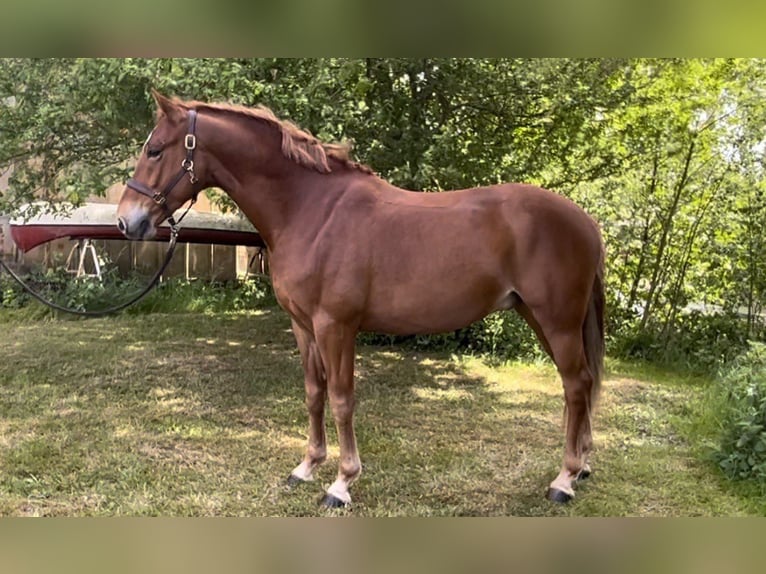 Deutsches Reitpony Wallach 5 Jahre 148 cm Fuchs in Sydals