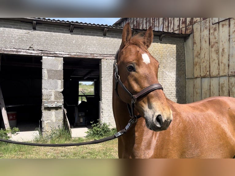 Deutsches Reitpony Wallach 5 Jahre 148 cm Fuchs in Sydals