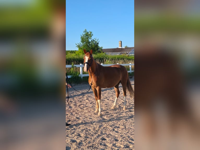 Deutsches Reitpony Wallach 5 Jahre 148 cm Fuchs in Waiblingen