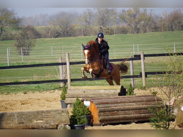 Deutsches Reitpony Wallach 5 Jahre 148 cm Fuchs in Landsberg