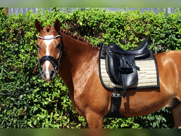 Deutsches Reitpony Wallach 5 Jahre 148 cm Fuchs in Landsberg