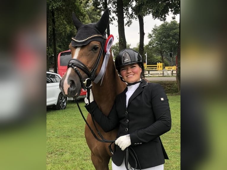 Deutsches Reitpony Wallach 5 Jahre 148 cm Fuchs in Warendorf