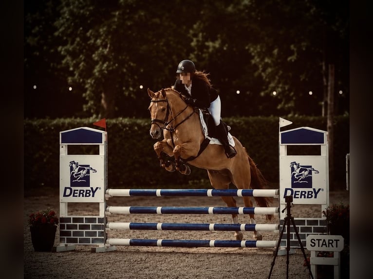 Deutsches Reitpony Wallach 5 Jahre 148 cm Fuchs in Buchholz in der Nordheide
