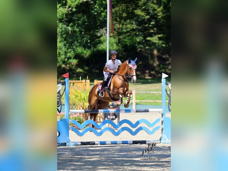 Deutsches Reitpony Wallach 5 Jahre 148 cm Fuchs in Weilheim in Oberbayern