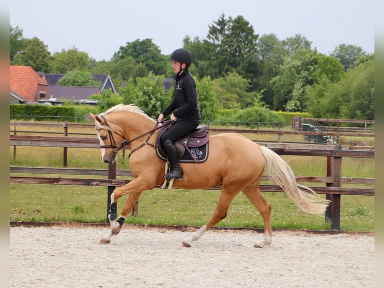 Deutsches Reitpony Wallach 5 Jahre 148 cm Palomino in Meppen