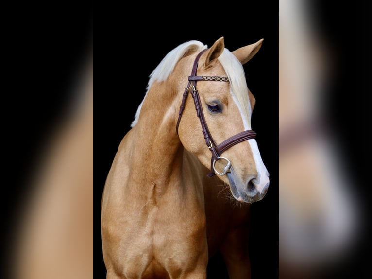 Deutsches Reitpony Wallach 5 Jahre 148 cm Palomino in Meppen