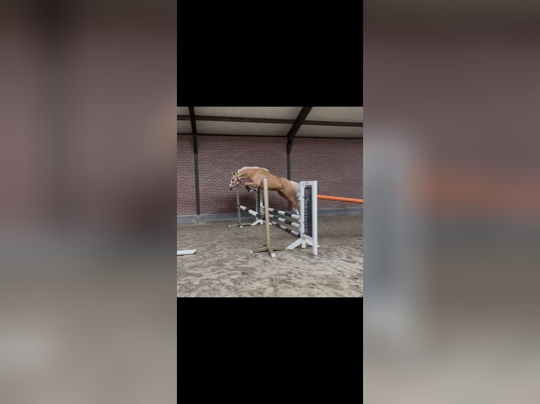 Deutsches Reitpony Wallach 5 Jahre 148 cm Palomino in Meppen