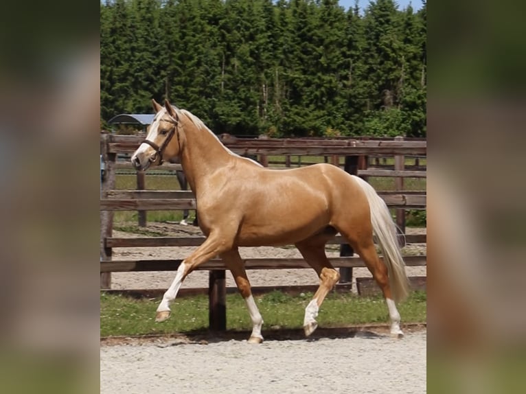 Deutsches Reitpony Wallach 5 Jahre 148 cm Palomino in Meppen