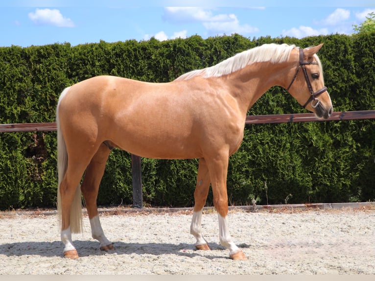 Deutsches Reitpony Wallach 5 Jahre 148 cm Palomino in Meppen