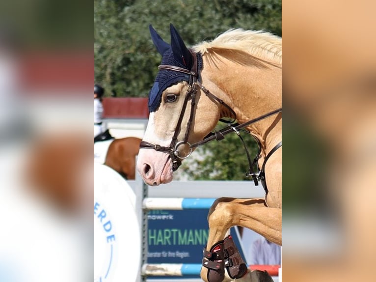 Deutsches Reitpony Wallach 5 Jahre 148 cm Palomino in Gomadingen