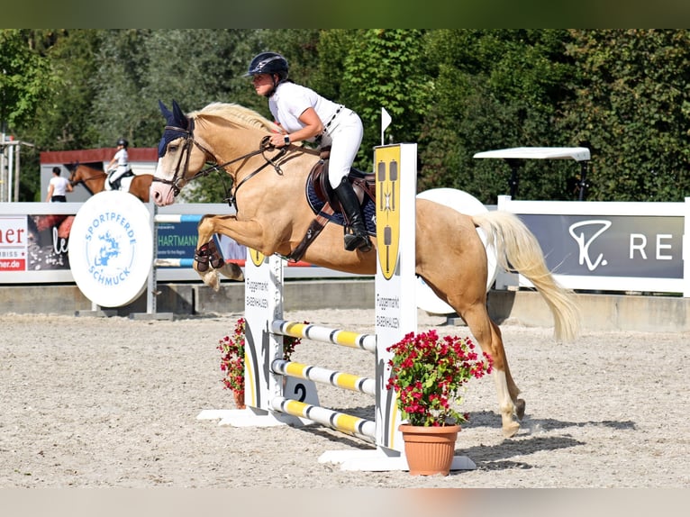 Deutsches Reitpony Wallach 5 Jahre 148 cm Palomino in Gomadingen