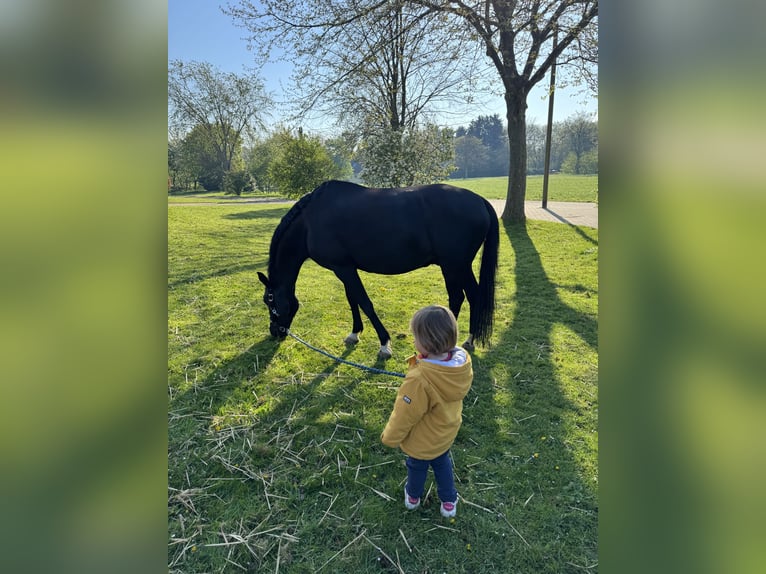Deutsches Reitpony Wallach 5 Jahre 148 cm Rappe in Dortmund