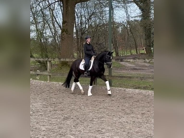 Deutsches Reitpony Wallach 5 Jahre 148 cm Rappe in Bomlitz