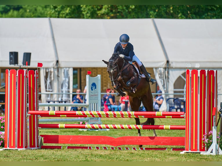 Deutsches Reitpony Wallach 5 Jahre 148 cm Rappe in Bomlitz