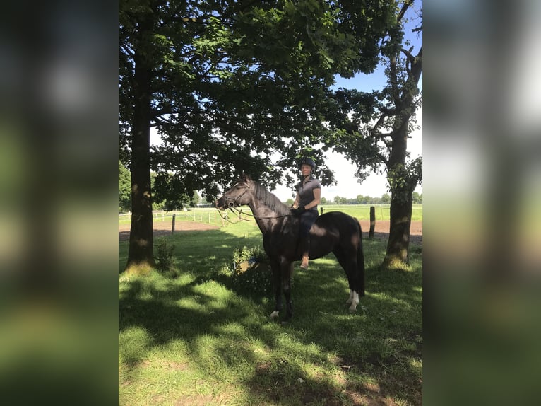 Deutsches Reitpony Wallach 5 Jahre 148 cm Rappe in Bomlitz