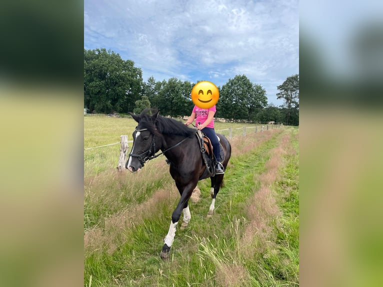 Deutsches Reitpony Wallach 5 Jahre 148 cm Rappe in Deinstedt