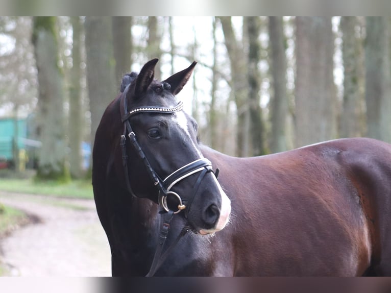 Deutsches Reitpony Wallach 5 Jahre 148 cm Rappe in Deinstedt