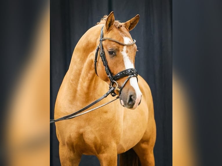 Deutsches Reitpony Wallach 5 Jahre 148 cm Red Dun in Drackenstein