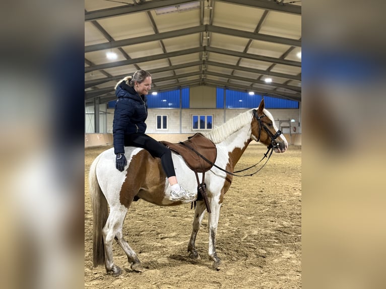 Deutsches Reitpony Mix Wallach 5 Jahre 148 cm Schecke in Oberlangen