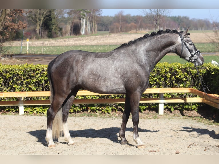 Deutsches Reitpony Wallach 5 Jahre 148 cm Schimmel in Reeßum