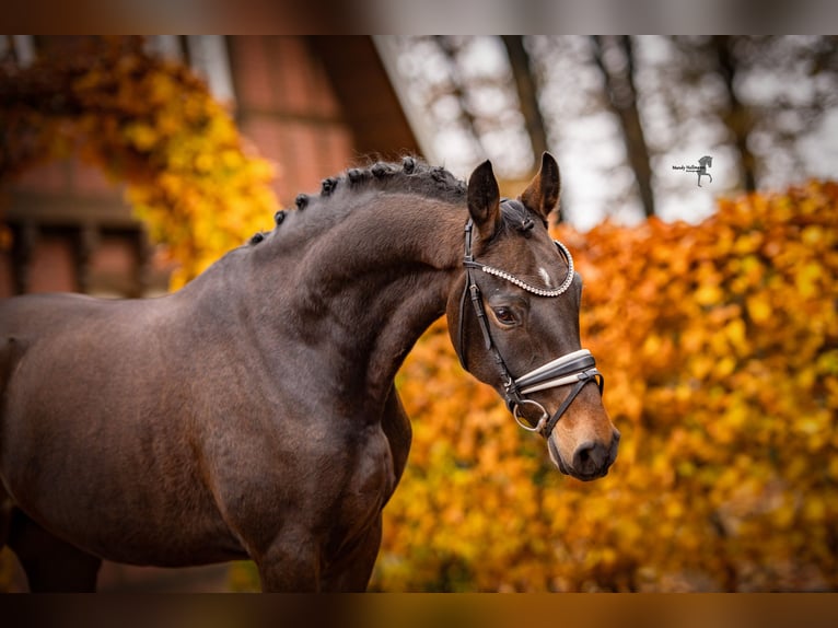 Deutsches Reitpony Wallach 5 Jahre 148 cm Schwarzbrauner in Essen (Oldenburg)