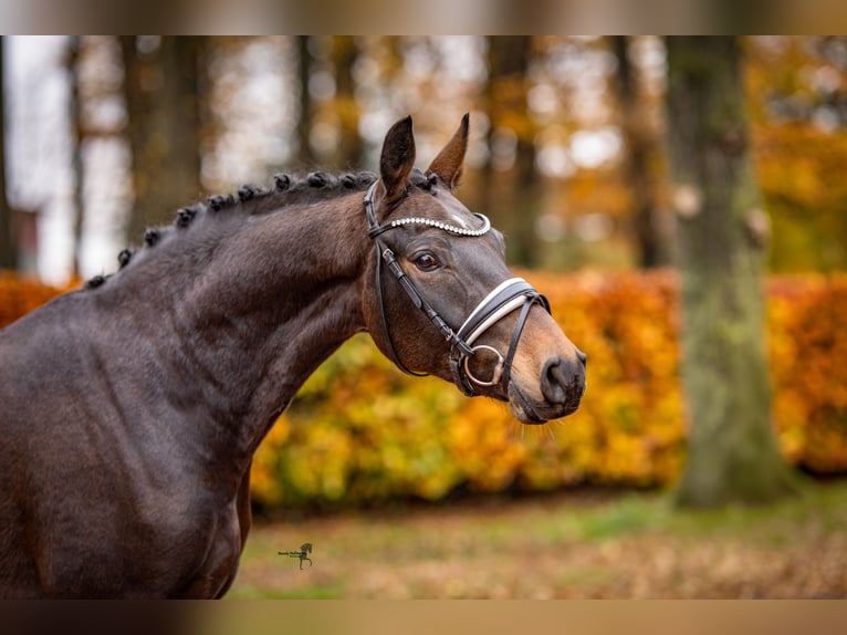 Deutsches Reitpony Wallach 5 Jahre 148 cm Schwarzbrauner in Essen (Oldenburg)