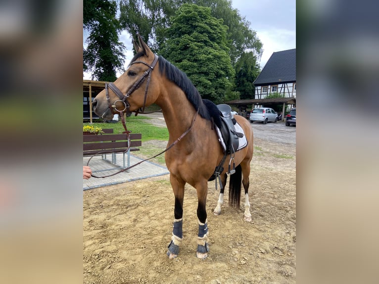 Deutsches Reitpony Wallach 5 Jahre 149 cm Buckskin in Norstedt