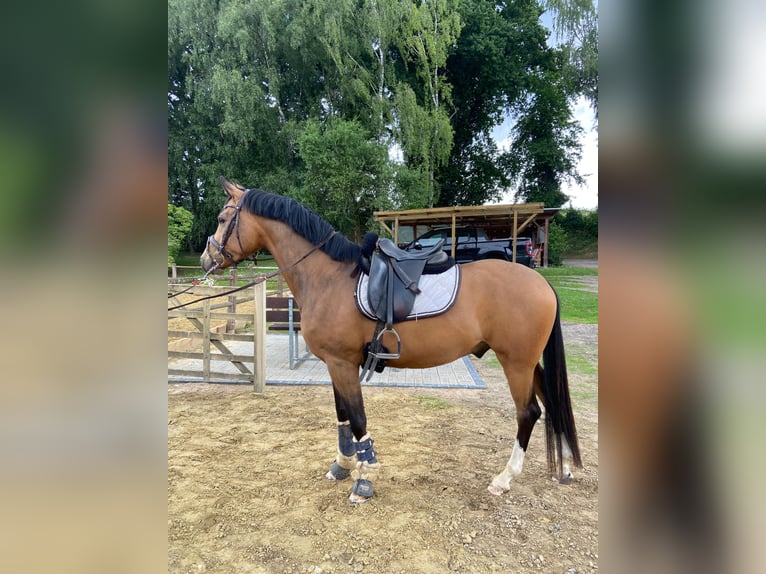 Deutsches Reitpony Wallach 5 Jahre 149 cm Buckskin in Norstedt