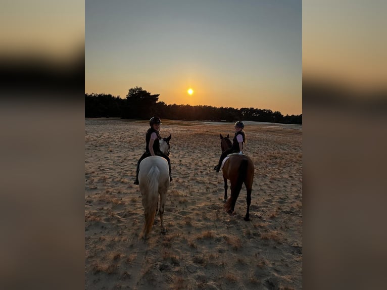 Deutsches Reitpony Mix Wallach 5 Jahre 149 cm Cremello in Sm