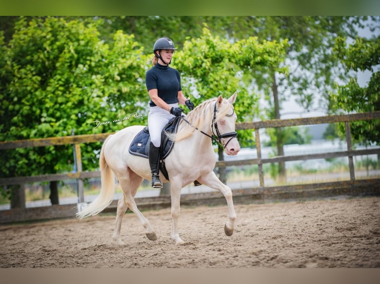 Deutsches Reitpony Mix Wallach 5 Jahre 149 cm Cremello in Sm