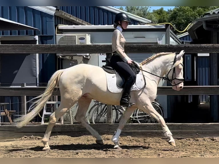 Deutsches Reitpony Mix Wallach 5 Jahre 149 cm Cremello in Sm