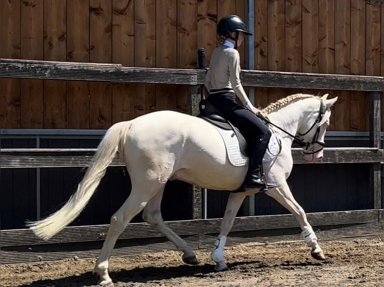 Deutsches Reitpony Mix Wallach 5 Jahre 149 cm Cremello in Sm