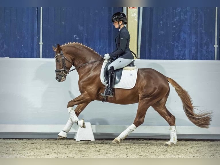 Deutsches Reitpony Wallach 5 Jahre 149 cm Dunkelfuchs in Ruppichteroth