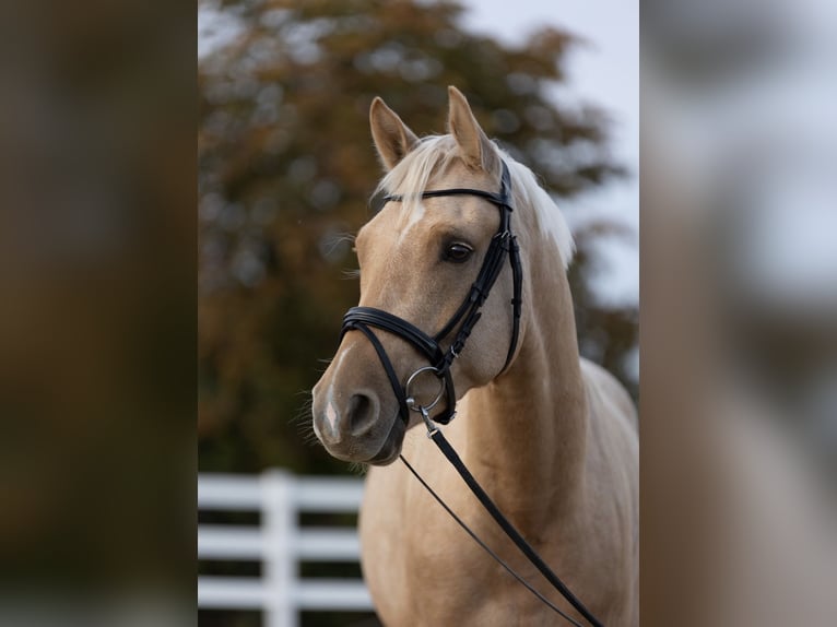 Deutsches Reitpony Wallach 5 Jahre 149 cm Palomino in Borken