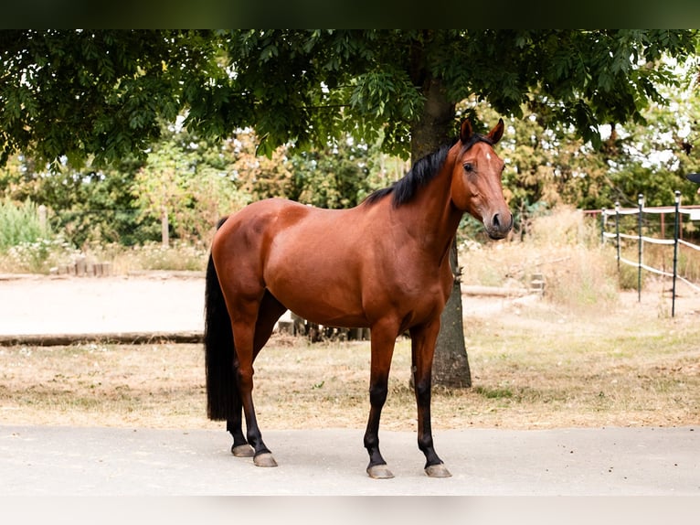 Deutsches Reitpony Wallach 5 Jahre 150 cm Brauner in Ballenstedt