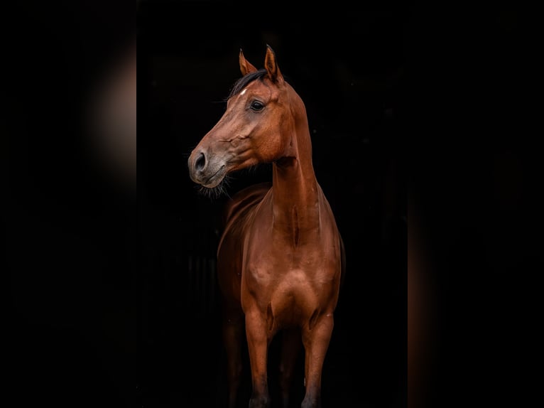 Deutsches Reitpony Wallach 5 Jahre 150 cm Brauner in Ballenstedt