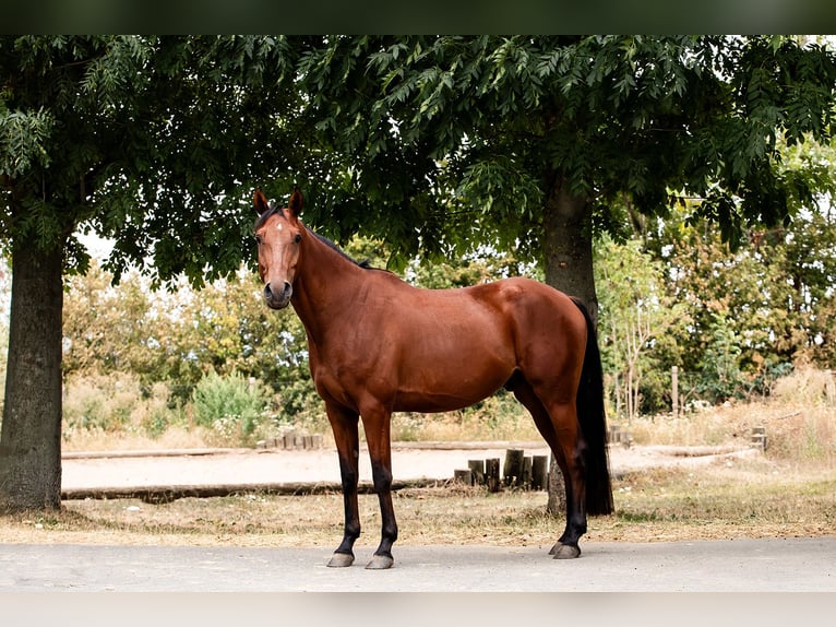 Deutsches Reitpony Wallach 5 Jahre 150 cm Brauner in Ballenstedt