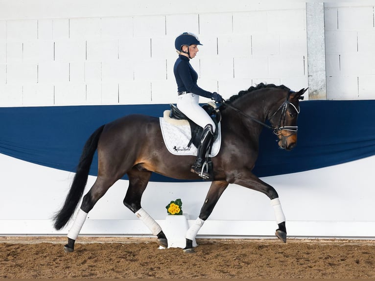 Deutsches Reitpony Wallach 5 Jahre 150 cm Dunkelbrauner in Marsberg