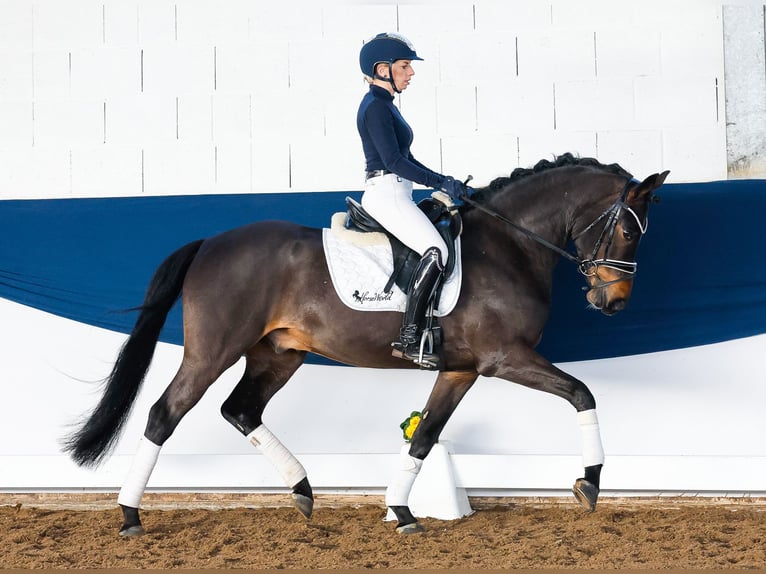 Deutsches Reitpony Wallach 5 Jahre 150 cm Dunkelbrauner in Marsberg