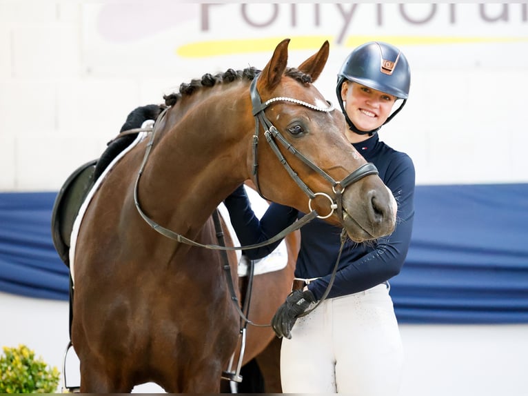 Deutsches Reitpony Wallach 5 Jahre 150 cm Dunkelfuchs in Marsberg
