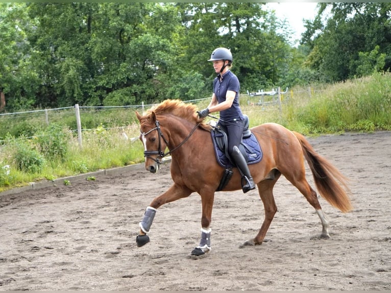 Deutsches Reitpony Wallach 5 Jahre 150 cm Fuchs in Nübel