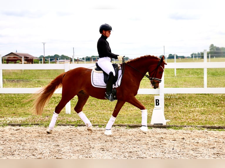 Deutsches Reitpony Wallach 5 Jahre 150 cm Fuchs in Recke, bei Osnabr&#xFC;ck