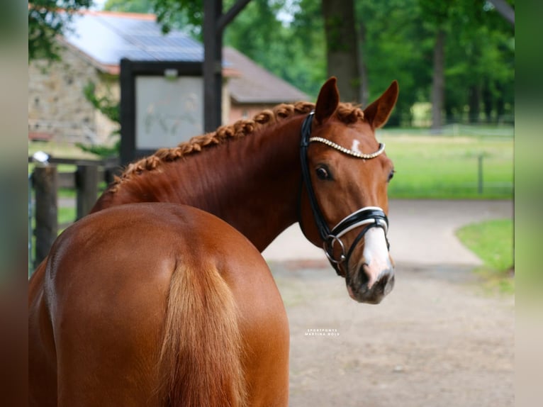 Deutsches Reitpony Wallach 5 Jahre 150 cm Fuchs in Recke, bei Osnabr&#xFC;ck