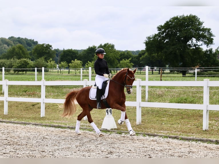 Deutsches Reitpony Wallach 5 Jahre 150 cm Fuchs in Recke, bei Osnabr&#xFC;ck