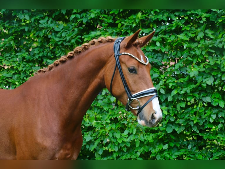 Deutsches Reitpony Wallach 5 Jahre 150 cm Fuchs in Recke, bei Osnabr&#xFC;ck