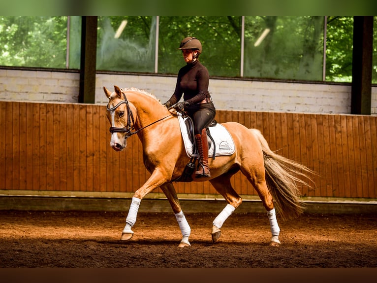 Deutsches Reitpony Wallach 5 Jahre 150 cm Palomino in Rastede